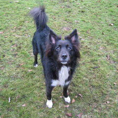 "Wie is daar in de boom...!?" (Nara)