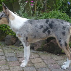 Blue 4 maanden