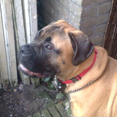 Dit is (Alcina) Diva mijn 2 jarige Bull Mastiff dame
