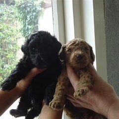 Terry (vier weken oud) met poedel nestbroertje.