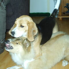 Jippie en Tessa (als pup)