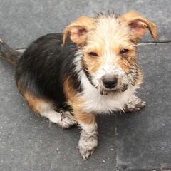 zo is ze nu geworden,ja mensen het is dezelfde hond