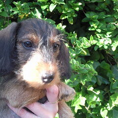 Kleine Jaimy