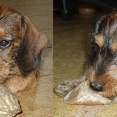 Links Diva als pup, rechts Jaimy als pup.