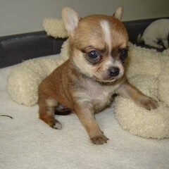 Gini 11 weekjes oud :)