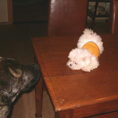 is dit niet schattig