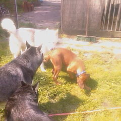 Diva met zijn matties:D