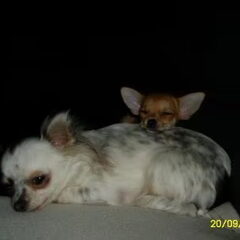 Annabelle et Gucci :) (Die eigenlijk Goutchie wordt…