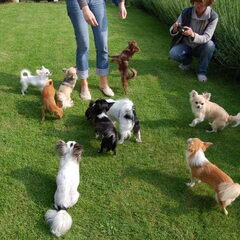 Een klein deel van onze chihuahua ( de meeste zijn van mijn…