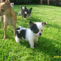 Gucci die nu groot is met de puppy's (niet van haar :)de…