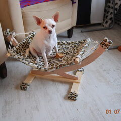 Mila me chihuahua korthaartje met FCI stamboom