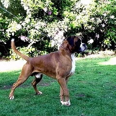 Boy vader van de pups van Chanel