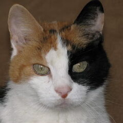 Lieve mickey vaarwel 1988- 06/12/2010