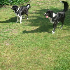 Baylee & Faya samen aan het spelen in de tuin