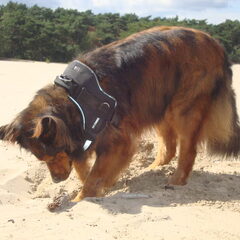 Na de trimbeurt even lekker naar de duinen