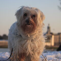 Dit is Pachka, hij is een maltezer van 12 jaar oud. Ik heb…