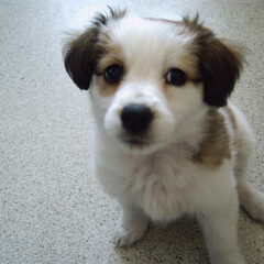 Mijn hondje als pup.