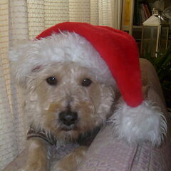 Met kerst!