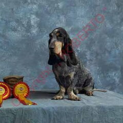 BlueBelle Winster