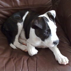 kruising staffordshire bullterrier amerikkanse bulldog