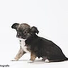 honden oogjes!