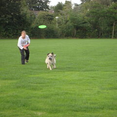 frisbee