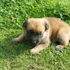 Nog een pup..