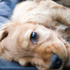 Boris, in de eerste wek dat wij hem hadden opgehaald. Even…