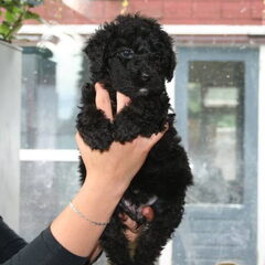 Terry's nestzusje 6 wkn oud