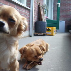 Luna met Joy op de achtergrond
