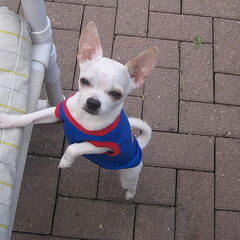 Snowy met een superman shirtje! Hij vind het ech theerlijk…