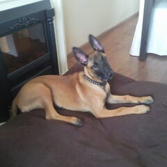 onze nieuwe aanwinst JESSY hier is ze 3.5 maand oud