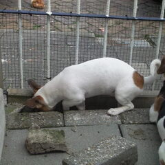 Gizmo is nooit te beroerd om te helpen :-)