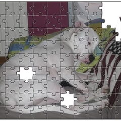 ons zena als puzzelstuk