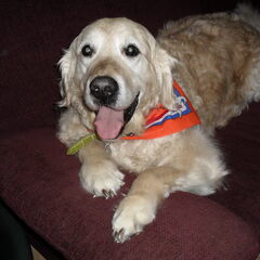Hup Balou Hup..juni 2010..toen was je nog gezond