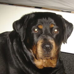 chanty, mijn oude trouwe vriend