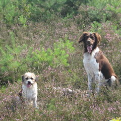 Samen met Tobias in de Heide