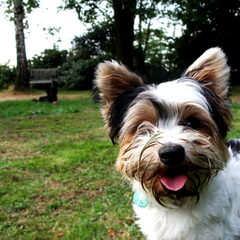 Marcel in de tuin en Charlie op de achtergrond na een…