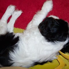 Op de vrouw haar teenslippers!