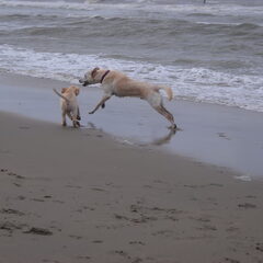 boas en noa op het strand