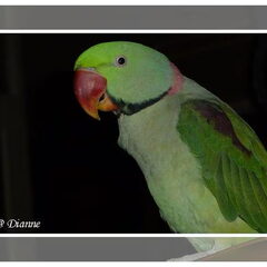 Onze Grote Alexanderparkiet Croky