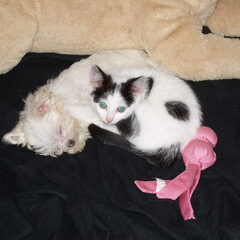 Lady 12 weken samen met poeske 2,5mnd