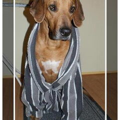 Onze Hugh Hefner