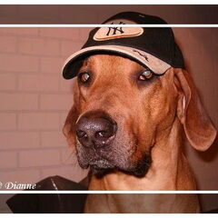 Balou met Baseballcap