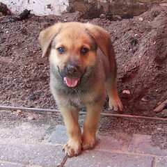 Zomer 2009, de eerste weken thuis. Boeven in de tuin!