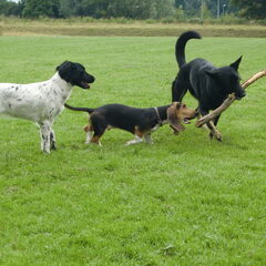 Joukje met Roxy en Wobbe