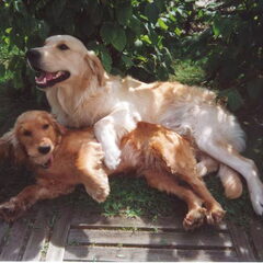 Dit zijn Eros(Golden Retriever) en Myra(Cocker Spaniel)…