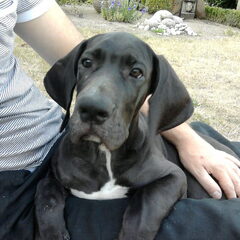 Onze Nieuwe "Kleine" : Double O Seven Roepnaam: James