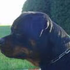 Op de foto onze Joy (roepnaam Dunja) von der Merch. Ze…