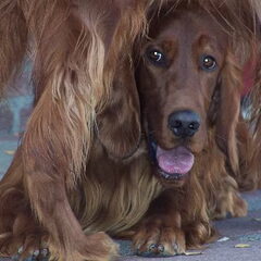 Of The Red Kindness Irish Setters